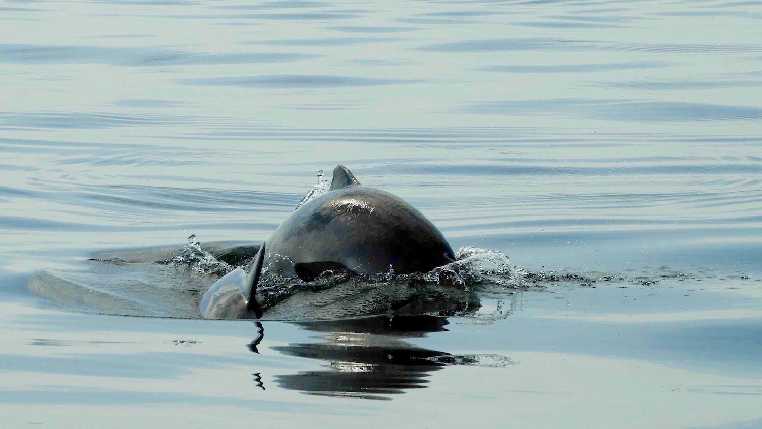 Tumlare är vanligt i Kattegatt och de kommer nära båten ibland