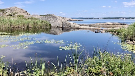 Vindö med sin näckrosdamm