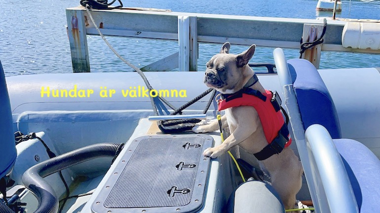 Hunden Luna ombord på vår RIB